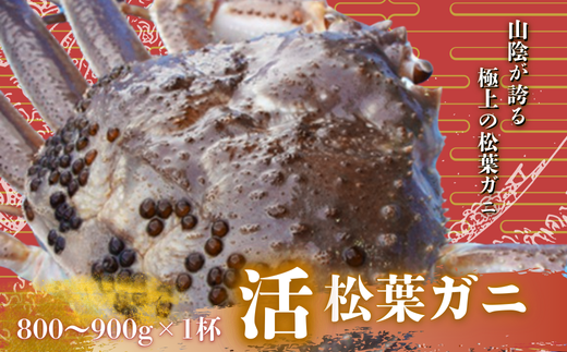 【配送日時指定可能!】松葉ガニ 800~900g×1杯〈活〉松葉ガニ マツバガニ 冬の旬。贅沢の極みをご家庭で 松葉カニ マツバガニ カニ 蟹 新鮮 旬 プレゼント 贈与 お祝い事 贈り物 年末年始 祝辞
