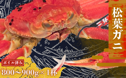 【配送日時指定可能!】松葉ガニ 800~900g×1杯〈ボイル〉松葉ガニ マツバガニ 冬の旬。贅沢の極みをご家庭で。 松葉カニ マツバカニ カニ 蟹 新鮮 旬 プレゼント 贈与 お祝い事 贈り物 年末年始 祝辞