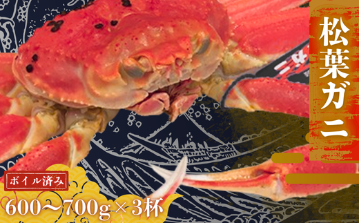 松葉ガニ600g~700g×3杯〈ボイル〉松葉ガニ マツバガニ 冬の旬。贅沢の極みをご家庭で。 カニ 蟹 新鮮 旬 プレゼント 贈与 お祝い事 贈り物 年末年始 祝辞