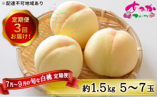 桃 定期便 2026年 先行予約 7月～9月 の旬な 白桃 定期便！約1.5kg 5～7玉 3回お届け！ もも モモ 岡山県 赤磐市産 国産 フルーツ 果物 ギフト あみかフルーツ 柔らかい ジューシー
