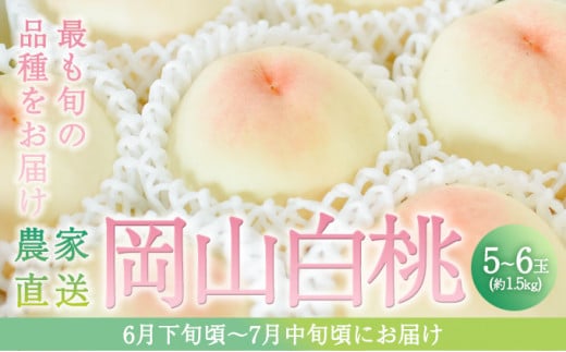 桃 2026年 先行予約 旬 の 白桃 5～6玉入り 約1.5kg 贈答用 もも モモ 岡山県 赤磐市産 国産 フルーツ 果物 ギフト