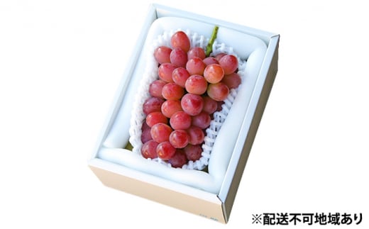 ぶどう 早期受付 紫苑 (しえん)1房(500g以上) ブドウ 葡萄  岡山県産 国産 フルーツ 果物 ギフト 桃茂実苑