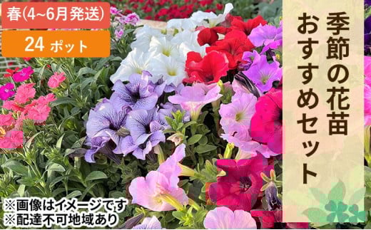 春 の 花苗 おすすめ セット 24ポット(4~6月発送) ガーデニング 園芸 お花 花 フラワー