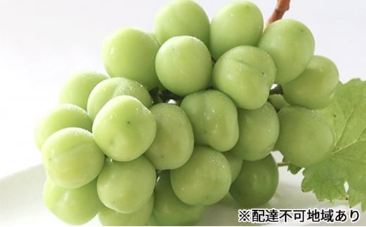 早期受付 シャイン マスカット 2房(1房650g以上) 桃茂実苑