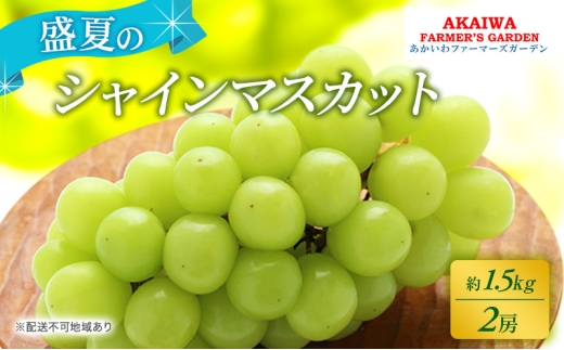 ぶどう 2026年 先行予約 シャインマスカット 約1.5kg 2房 盛夏 葡萄 岡山県 赤磐市産 フルーツ 果物 あかいわファーマーズガーデン 果物類