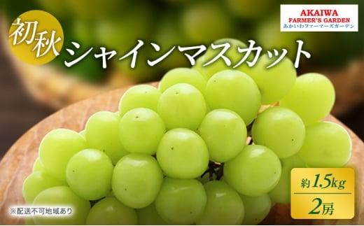 ぶどう 2026年 先行予約 シャインマスカット 約1.5kg 2房 初秋 葡萄 岡山県 赤磐市産 フルーツ 果物 あかいわファーマーズガーデン 果物類