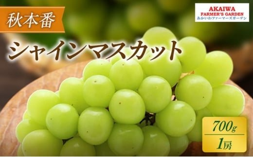 ぶどう 2026年 先行予約 シャインマスカット 約700g 1房 秋本番 葡萄 岡山県 赤磐市産 フルーツ 果物 果物類