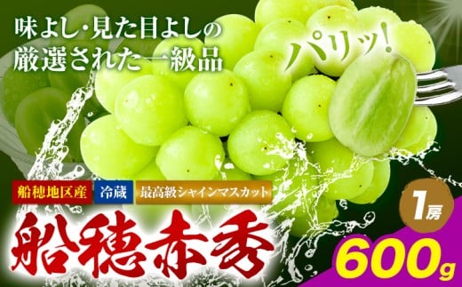 【2026年発送先行予約】最高級 シャインマスカット ぶどう 船穂赤秀 1房 600g 岡山県産《2026年9月上旬-10月末頃出荷》 ハレノフルーツ マスカット 送料無料 岡山県 浅口市 フルーツ 果物 贈り物 ギフト 国産 岡山県産【配送不可地域あり】