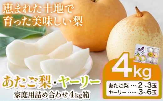 【先行予約】あたご梨2~3玉 ヤーリー3~6玉 家庭用詰め合わせ4kg箱 石原果樹園 《2025年11月中旬-2026年1月上旬頃より出荷予定(土日祝除く)》岡山県 浅口市 梨 なし 果物 フルーツ くだもの あたご