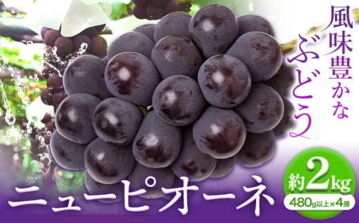 【2026年先行予約】ニューピオーネ 1房480g以上 約2kg 4房 株式会社山博(中本青果)《2026年8月下旬-10上旬頃出荷》岡山県 浅口市 ぶどう フルーツ 旬 果物 国産 岡山県産 送料無料【配送不可地域あり】