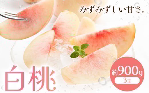 [2026年先行予約]白桃 約900g もも モモ 岡山 国産 フルーツ 果物 桃茂實苑[2026年6月中旬-8月下旬頃出荷]岡山県 浅口市 フルーツ モモ 果物 青果 旬 白桃 国産 岡山県産[配送不可地域あり]