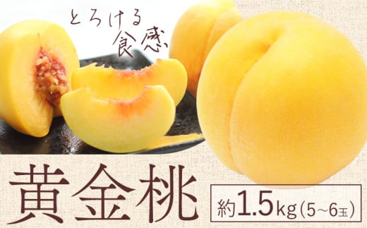 【2026年先行予約】黄金桃 1.5kg 5～6玉 もも モモ 岡山 国産 フルーツ 果物 ギフト 桃茂實苑《2026年8月中旬-9月上旬頃出荷》岡山県 浅口市 フルーツ 桃 果物 青果【配送不可地域あり】