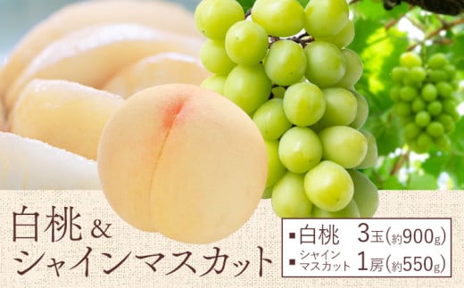 【2026年先行予約】桃 ぶどう 白桃 3玉 約900g(1玉約300g)シャインマスカット 晴王 1房 550g以上 もも 葡萄 詰合せ 岡山 国産 フルーツ 果物 ギフト 桃茂實苑《2026年6月中旬-8月中旬頃出荷》岡山県 浅口市 フルーツ ぶどう 果物 青果【配送不可地域あり】