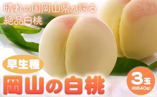 [令和8年度先行予約]岡山の白桃 早生種 3玉 約840g 晴れの国 おかやま館(つむぐ株式会社) [2026年6月下旬-7月中旬頃出荷]岡山県 浅口市 フルーツ モモ 果物 青果 旬[配送不可地域あり](離島) st-p