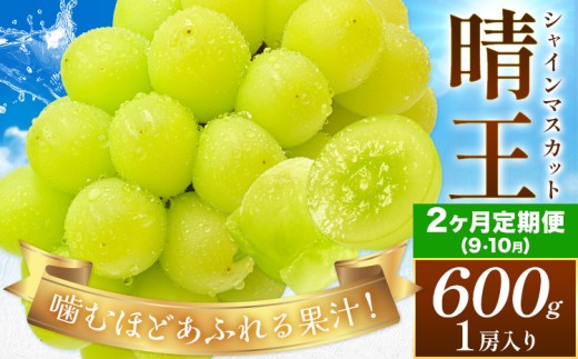 [2026年発送先行予約][2ヶ月定期便]ぶどう シャインマスカット 晴王 約600g(1房入り)×2ヶ月定期便 満天フルーツ[2026年9月上旬-10月末頃出荷]岡山県 浅口市 マスカット フルーツ 果物 お取り寄せフルーツ 贈り物 ギフト 岡山県産[配送不可地域あり]
