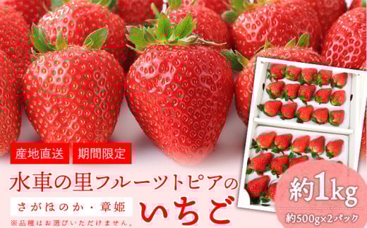 47.【先行予約】やかげのいちごギフトセット(さがほのか・章姫) 約1kg(約500g×2P)《1月中旬-2月末頃出荷》水車の里フルーツトピア岡山県矢掛町産 苺 果物 フルーツ いちご さがほのか
