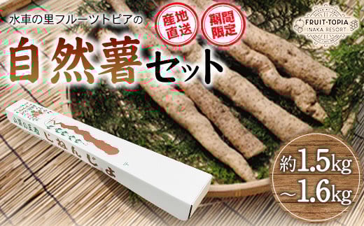 29.【先行予約】 自然薯 セット 《11月中旬‐12月末頃出荷》 水車の里フルーツトピア 岡山県 矢掛 自然薯 野菜 自然生 山芋