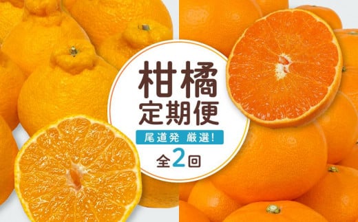 尾道発 厳選!柑橘定期便(全2回)[せとか しらぬい 果物 フルーツ 人気 おすすめ 瀬戸内 広島県 尾道市]