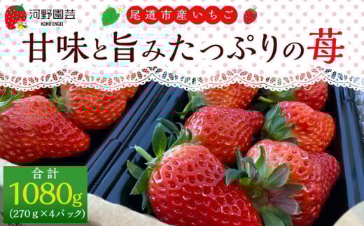 河野園芸の完熟いちご４パック ＜2026年1月から発送開始＞【苺 いちご フルーツ 果物 おすすめ 人気 広島県 尾道市】