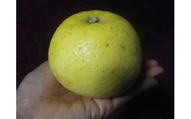 自然農 グレープフルーツ小玉 4kg