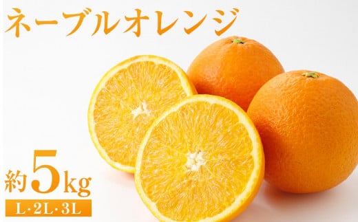 ネーブルオレンジ 約5kg（L・2L・3L）【2026年2月から発送開始】【柑橘 フルーツ 果物 くだもの 食品 人気 おすすめ 広島県 尾道市】