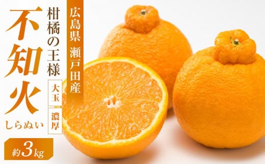 柑橘の王様 大玉・濃厚な不知火(しらぬい)3kg <2026年3月中旬より発送開始>【みかん 人気 瀬戸田 広島県尾道市】