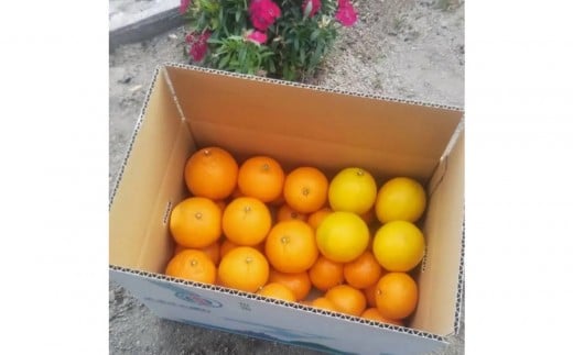 尾道柑橘バラエティーセット 15kg