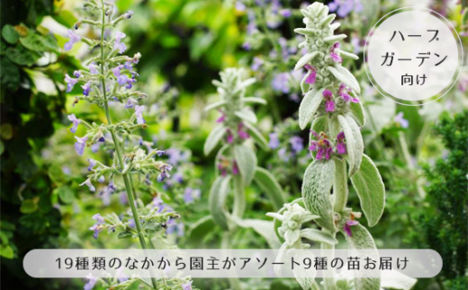 [ハーブガーデン向け]19種類のなかから園主がアソート9種の苗お届け / なえ 育てやすい 庭 テラス ローズマリー ミント 香り 広島県