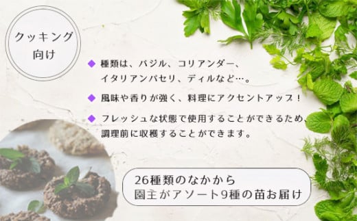 No.266 【クッキング向け】26種類のなかから園主がアソート9種の苗お届け ／ なえ 食用 育てやすい 庭 テラス バジル コリアンダー 香り 広島県