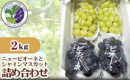 No.163 世羅産 ニューピオーネとシャインマスカット詰め合わせ約2kg / 果物 フルーツ 葡萄 ブドウ 広島県