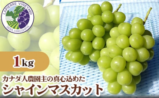 No.055 【カナダ人農園主の真心を込めた】シャインマスカット約1kg / 果物 フルーツ 葡萄 ブドウ ぶどう 広島県