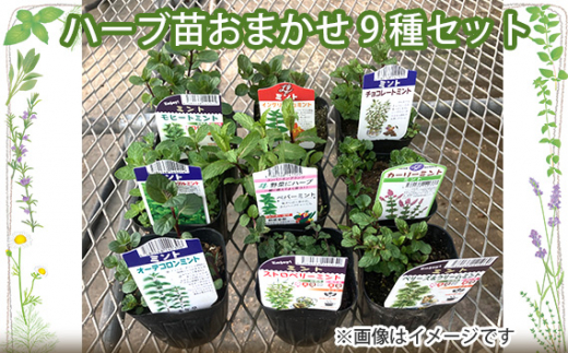 ハーブ苗おまかせ9種セット / 農場直送 新鮮 セレクト 広島県 特産品