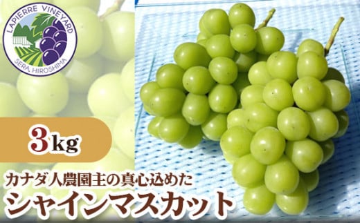 No.256 【カナダ人農園主の真心を込めた】シャインマスカット約3kg / 果物 フルーツ 葡萄 ブドウ ぶどう 広島県 特産品