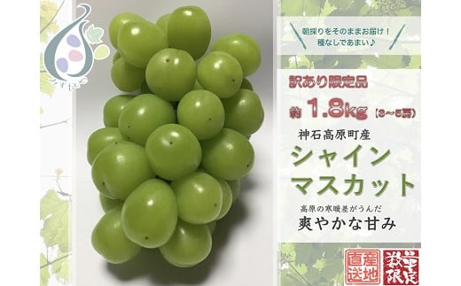 【令和7年発送分 / 先行予約】訳ありシャインマスカット　約1.8㎏　神石高原町産〈ご家庭用〉【みずもとや（田邉）】