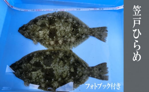 No.003 笠戸ひらめ / 魚 ヒラメ 鮃 山口県 特産品