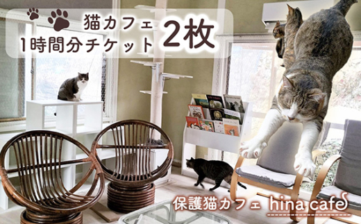 No.202 猫ルーム1時間利用チケット2枚 / hinacafe 猫カフェ 保護猫 遊び 触れ合い 写真撮影 まったり 癒し 山口県