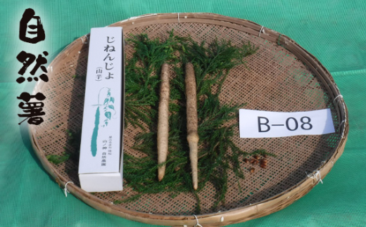 No.173 自然薯 B-08 / じねんじょ 芋 粘り 山口県