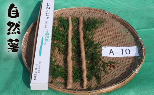 No.174 自然薯 A-10 / じねんじょ 芋 粘り 山口県