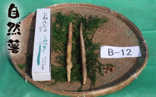 No.176 自然薯 B-12 / じねんじょ 芋 粘り 山口県