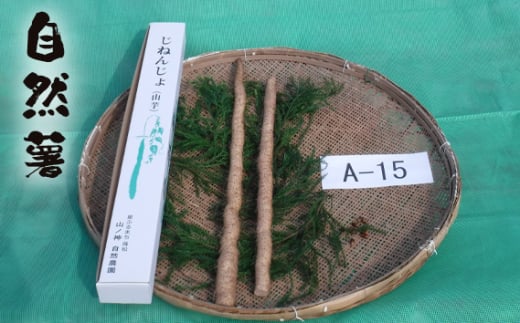 No.177 自然薯 A-15 / じねんじょ 芋 粘り 山口県