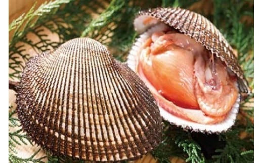 ☆冬季限定☆<周防大島産>天然!殻付き赤貝2kg【先行受付開始!2026年1月24日以降のお届け】