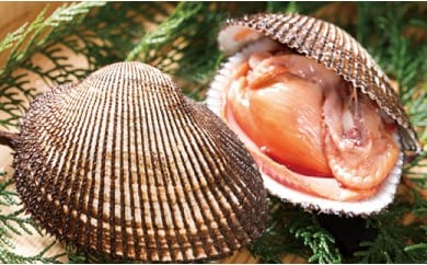 ☆冬季限定☆<周防大島産>天然!殻付き赤貝3kg【先行受付開始!2026年1月24日以降のお届け】