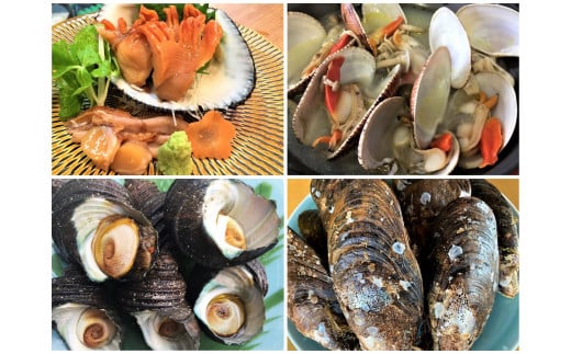 ★自宅de貝づくし★赤貝・ヒメ貝・べっぴんさざえ・瀬戸貝★周防大島の冬の貝4種詰め合わせ!【先行受付開始!2026年2月7日以降のお届け】