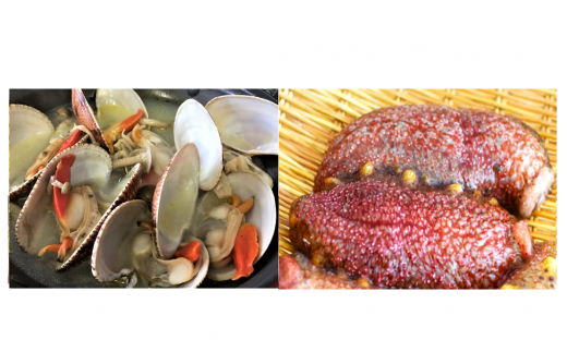 ★冬のぷち海鮮★人気の赤なまこ500g+ぶちうまヒメ貝1kg★お得な2点セット【先行受付開始!2026年2月7日以降のお届け】