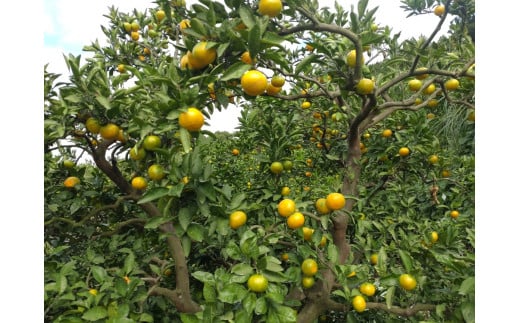 【周防大島産】宮川早生みかん(早生種)10kg