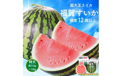 【先行予約】  福賀 すいか 特天 約11kg〜13kg 圧巻の超大玉 & シャリシャリ 食感 高糖度 山口県 阿武町産 1個(希少1株1玉栽培) 産地直送 【2026年7月上旬~順次発送予定】