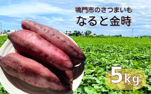 本場・徳島県鳴門市産「なると金時」約5kg【数量限定】ほくほく 甘い  国産 スイーツ 焼き芋 焼芋 天ぷら 干し芋 さつまいも