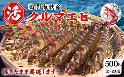 活クルマエビ 500g　【活き発送】　※説明文をご確認ください
