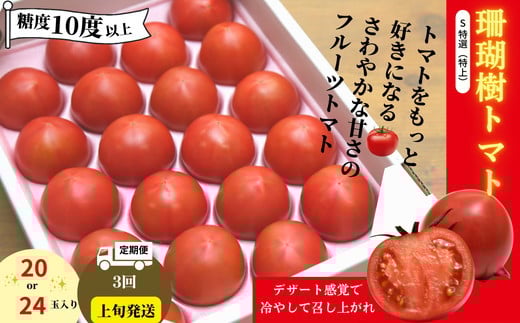 先行予約 定期便 3回 トマト 1kg 珊瑚樹 Sサイズ 糖度 10 甘い トマト フルーツトマト 野菜 やさい 国産 産地直送 旬 新鮮 ソース 調味料 ケチャップ サラダ 美容 健康 お取り寄せ グルメ 贈答 ギフト プレゼント 人気 おすすめ ふるさと納税 冷蔵 送料無料 徳島県 小松島市 有限会社樫山農園 発送：2026年3月上旬～