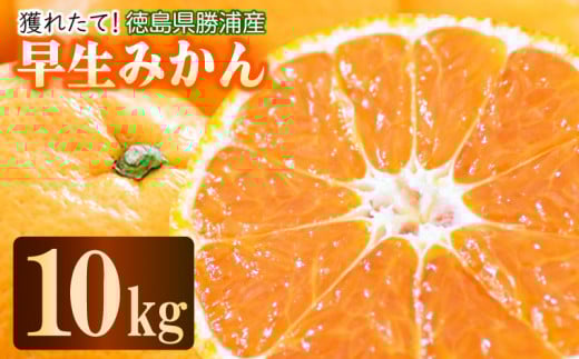 【先行予約】 2025年11月発送 みかん 10kg 優品 M~L 国産 徳島県 勝浦産 果物 フルーツ 早生 獲れたて 蜜柑 温州 産地直送 数量限定 早生みかん 【北海道・東北・沖縄・離島配送不可】